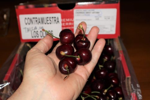 Aumenta volumen de variedades tempranas de cereza, pero envíos totales bajarán