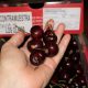 Aumenta volumen de variedades tempranas de cereza, pero envíos totales bajarán