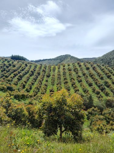 La revolución invisible que transforma la productividad  del aguacate Hass en Colombia