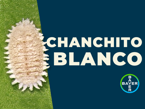 Perú a la vanguardia en el control del Chanchito Blanco