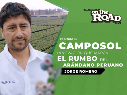 La ruta del arándano: Camposol desde dentro