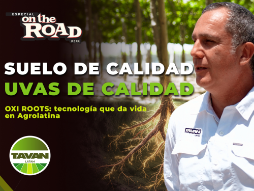 Calidad desde la raíz: TAVAN y Agrolatina apuestan  por suelos vivos