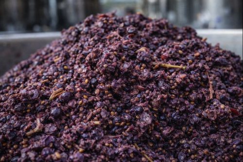 De desecho a insumo: una nueva mirada sobre los residuos vitivinícolas