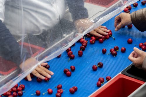 Nuevo estándar de la poscosecha de cerezas