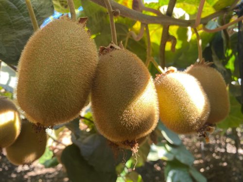 Temporada 2025 de kiwi chileno: calidad y demanda activa