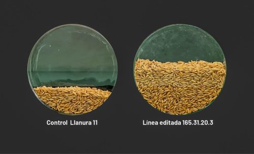 En Colombia: Confirman que arroz editado genéticamente es un cultivar convencional