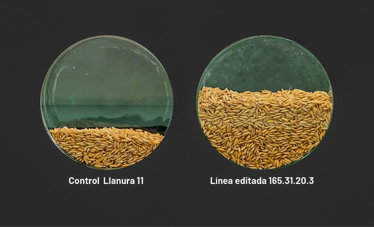 En Colombia: Confirman que arroz editado genéticamente es un cultivar convencional