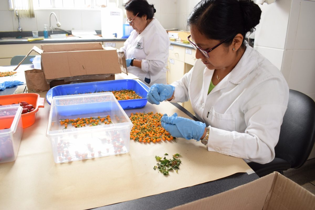 Semillas certificadas y mejoramiento genético impulsan alza de 70% en productividad agrícola