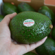 El 90% del aguacate mexicano que se exporta a EE UU está libre de deforestación