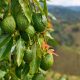 Colombia cerrará el año con exportaciones cercanas a 194.000 toneladas de aguacate Hass