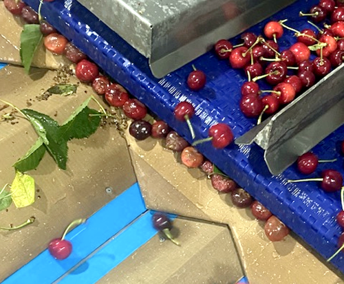 Se incrementa el porcentaje de fruta con pudriciones