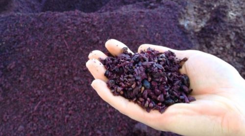 Ica impulsa investigación que transforma residuos de uva en biopolímeros ecológicos