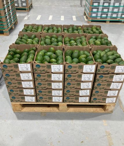 Colombia continúa implementando el modelo de inspección en origen con los productores de aguacate Hass