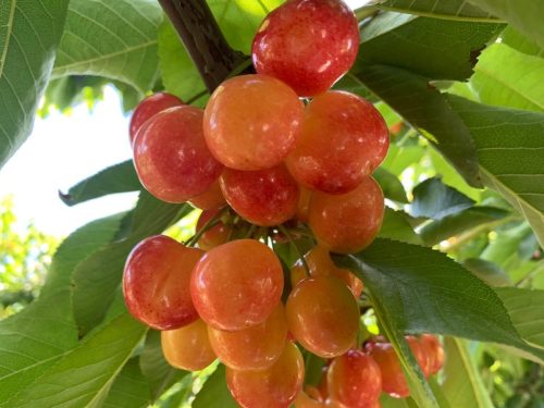 Detectan que cerezas enviadas a China como Rose Rainier resultaron ser de una variedad licenciada