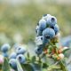 Camposol transforma residuos de mango en un bioestimulante para arándanos