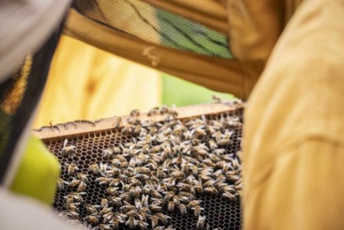 Colmenas “inteligentes” permitirían monitorear abejas y mejorar la producción de miel