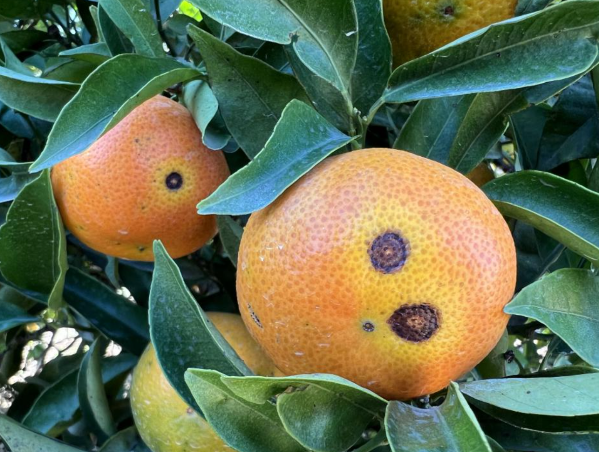 Alternaria en mandarinas