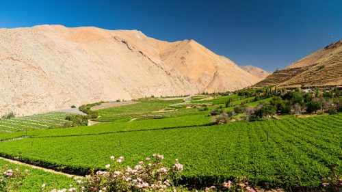 La metamorfosis de Agrícola El Cerrito hacia las nuevas variedades y su apuesta por uva de mesa orgánica