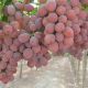 Exportación de uva peruana supera por primera vez los US$ 2.000 millones