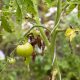 Investigadores piden mantener a Phytophthora como género único por su impacto en la agricultura