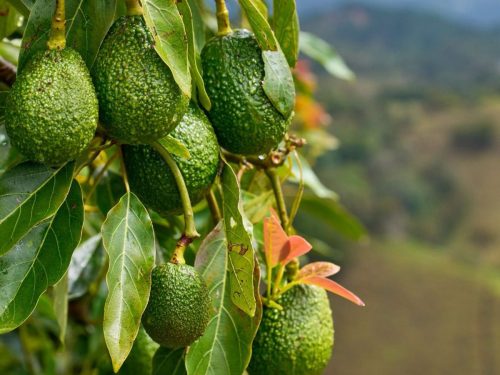 Estrategia para una adecuada optimización de la nutrición mineral en aguacate Hass