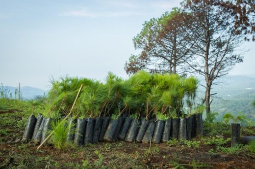 Exportadores de aguacate inician la 15ª temporada del Programa de Conservación de Bosques