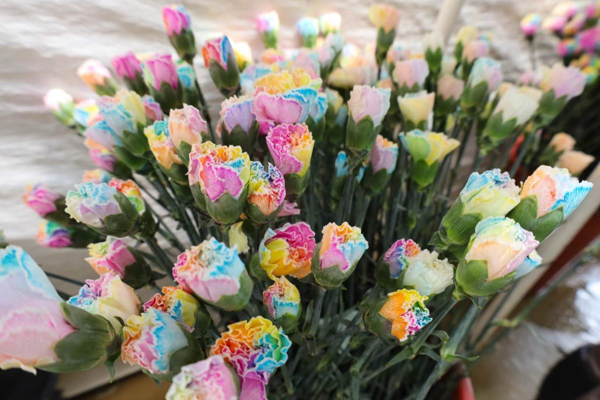 Prácticas innovadoras, la clave para obtener claveles de calidad