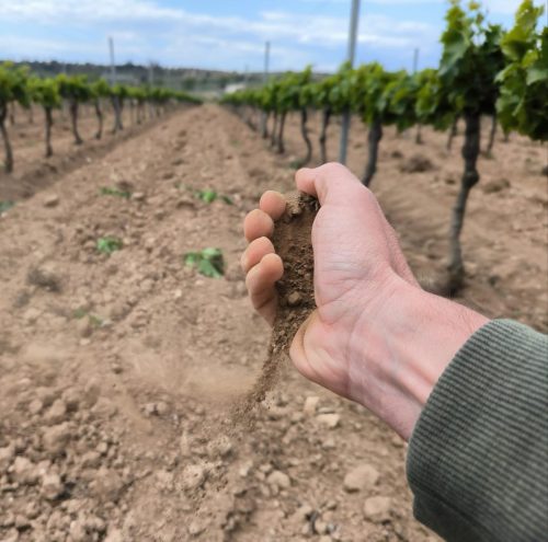 El desafío de regenerar nuestros suelos
