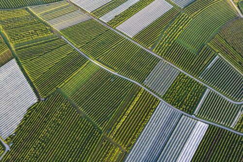 Innovación en bioestimulación agrícola: el valor de un proceso de extracción patentado