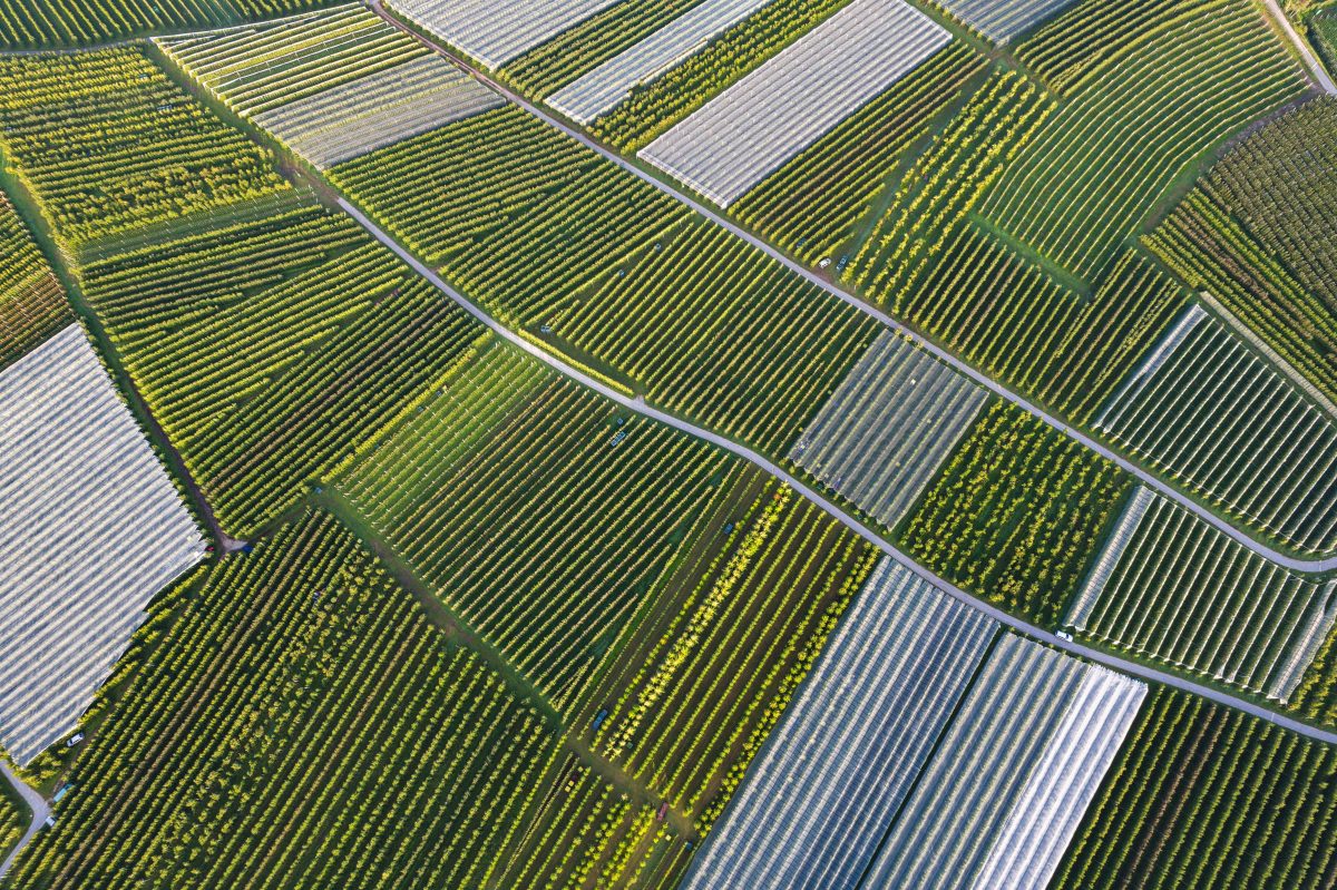 Innovación en bioestimulación agrícola: el valor de un proceso de extracción patentado