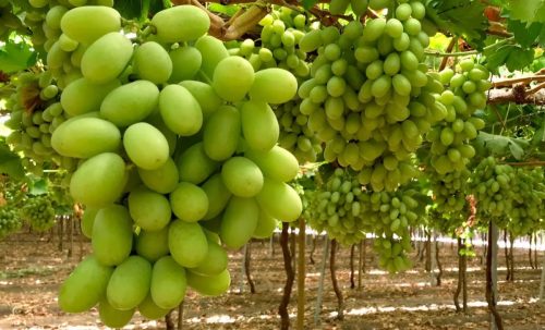 Producción de uva de mesa en México creció 22%