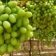 Producción de uva de mesa en México creció 22%