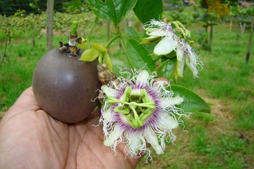 Estudio de la Universidad Nacional identifica por qué la gulupa puede perder hasta el 91% de su crecimiento