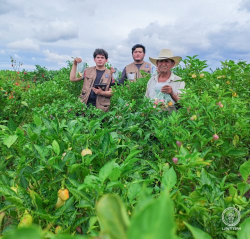 Inician colecta y preservación de ajíes nativos del norte del Perú