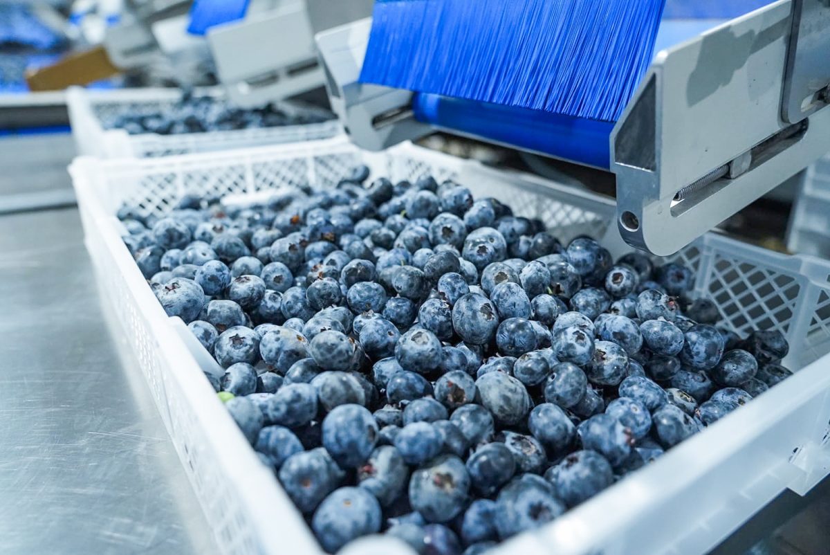 Perú supera los USD 15.000 millones en agroexportaciones y consolida a las frutas como motor del sector