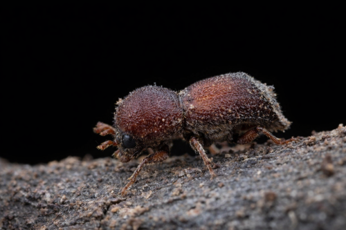 Perú refuerza controles a la fibra de coco importada desde India