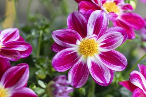 Compromiso con la floricultura colombiana: Dümmen Orange inaugura nueva sede en Bogotá