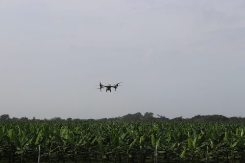 Bananeros colombianos implementan la fumigación con drones para el control de plagas y enfermedades