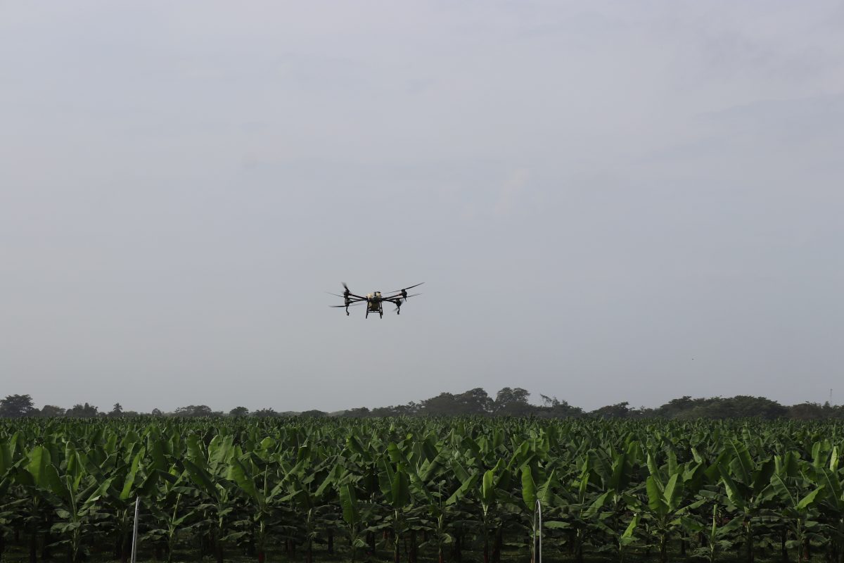 Bananeros colombianos implementan la fumigación con drones para el control de plagas y enfermedades