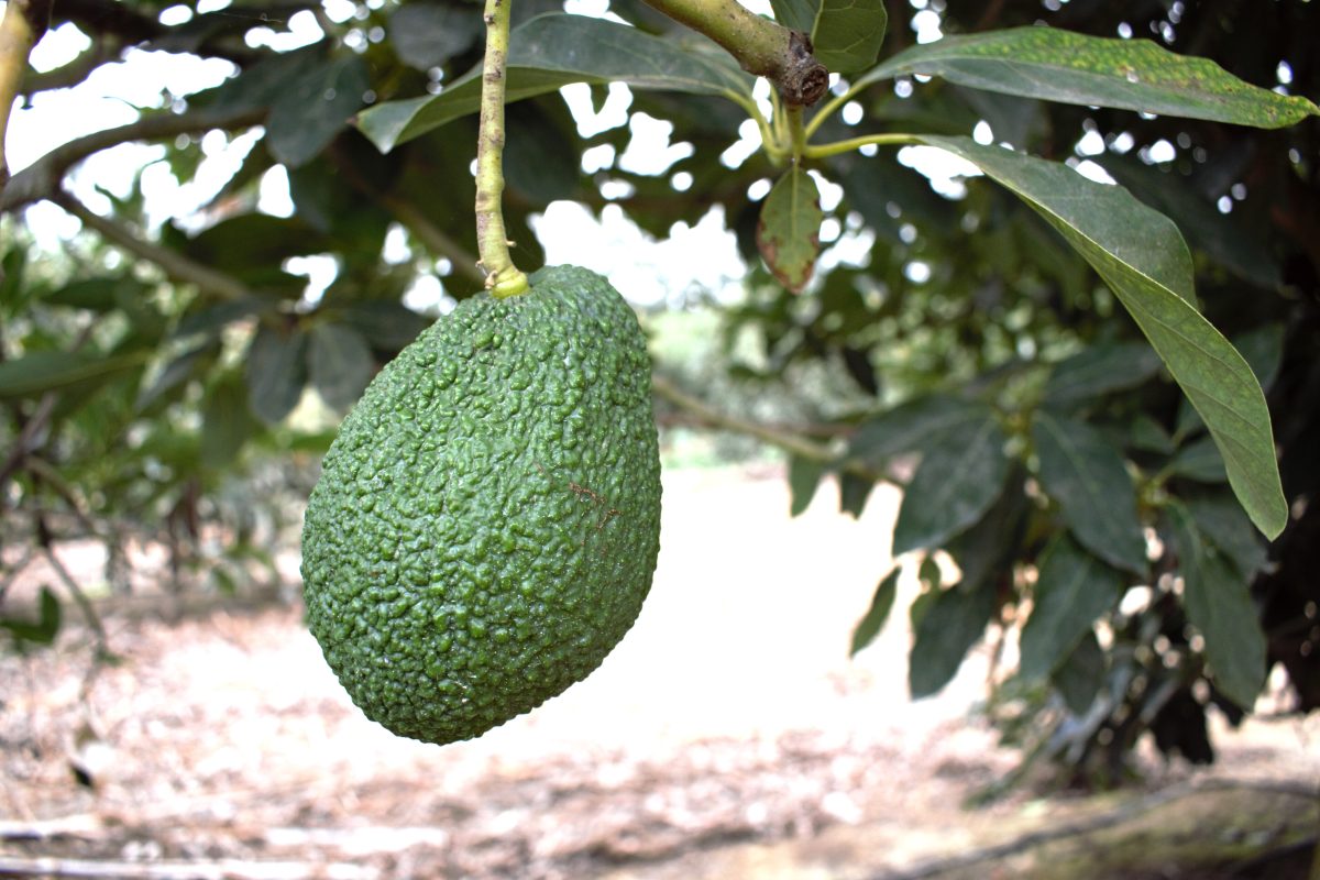 Excesivo calor impacta palta, granada y olivo en la costa centro y sur peruano
