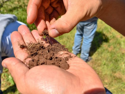 Consorcios microbianos serían claves en la transformación de la agricultura chilena