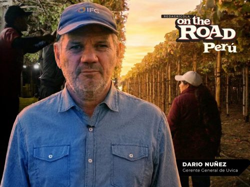 UVICA: Cosecha de madrugada, innovación y nuevos cultivos en Ica