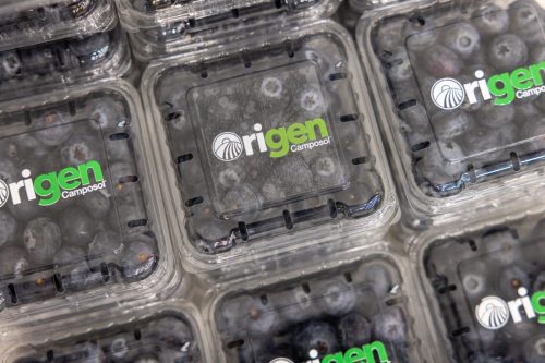 Camposol lanza en Fruit Logistica su programa genético Origen y presenta sus primeras variedades de arándanos