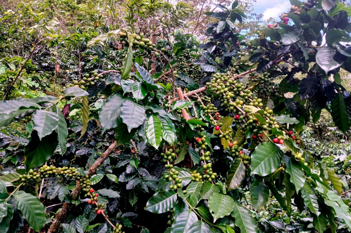 INIA identifica genotipos de café tolerantes a roya y con alta calidad de taza