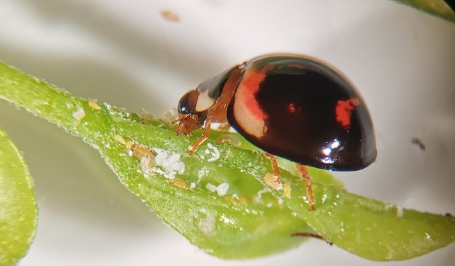 Estudio revela gran diversidad de catarinas en los cítricos mexicanos