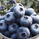 La variedad Jumbo de arándano Blue Maldiva muestra su adaptabilidad a diferentes países de mundo