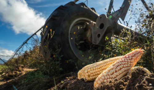 Gobierno mexicano simplifica los trámites para entregar incentivos a productores de maíz blanco