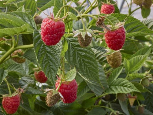 Riego por goteo: la base para establecer frambuesa con éxito en la costa peruana