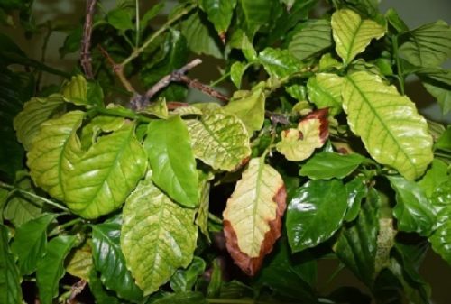 Colombia fortalece capacidades regionales para el diagnóstico de la bacteria fitopatógena Xylella fastidiosa