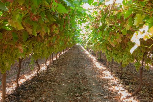 Bloom Fresh refuerza acciones contra plantaciones ilegales de uva en Perú